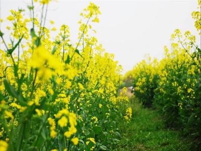 菜籽油基本知识