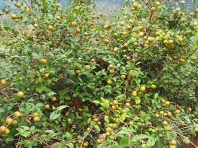 湖南油茶迈入千亿元产业在望